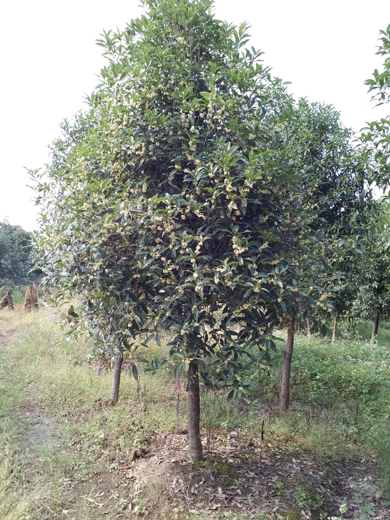 金桂桂花树大树庭院树绿化工程大型八月桂浓香型原生室外开花