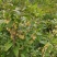 金桂桂花树苗浓香型八月桂花苗金黄色花苗圃有好货