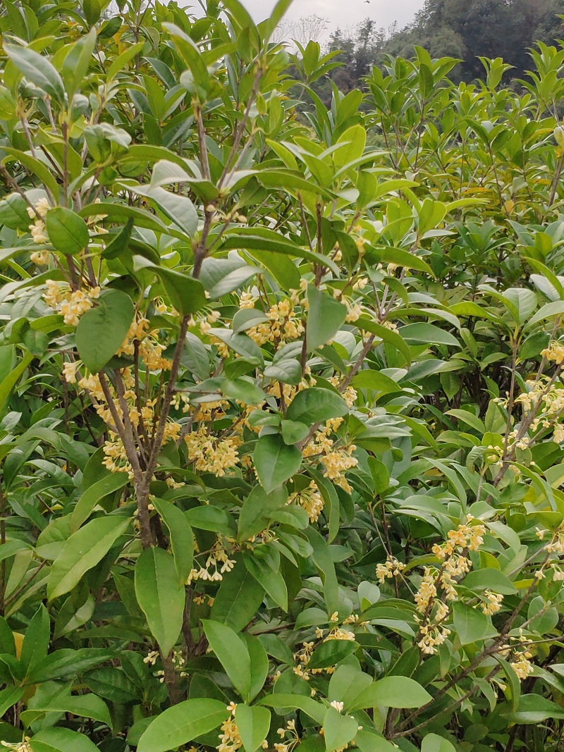 金桂桂花树苗浓香型八月桂花苗金黄色花苗圃有好货
