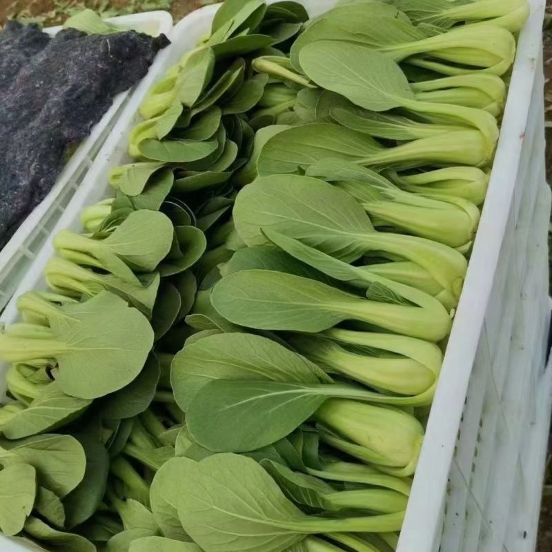 理想马尚鸡毛菜种子苗菜籽耐热速生小青菜整齐四季播高产