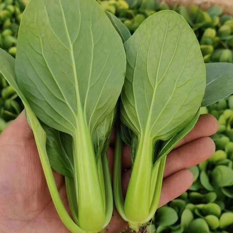理想马尚鸡毛菜种子苗菜籽耐热速生小青菜整齐四季播高产