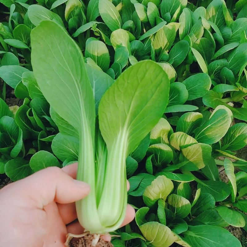 理想马尚鸡毛菜种子苗菜籽耐热速生小青菜整齐四季播高产