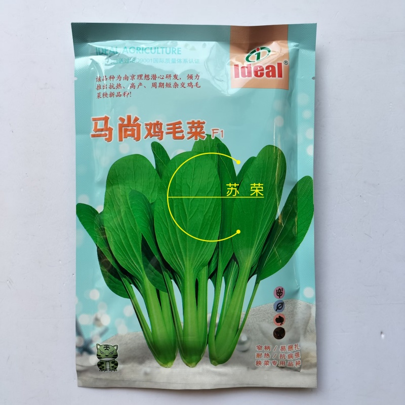 理想马尚鸡毛菜种子苗菜籽耐热速生小青菜整齐四季播高产