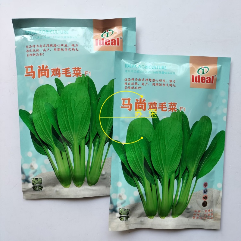 理想马尚鸡毛菜种子苗菜籽耐热速生小青菜整齐四季播高产