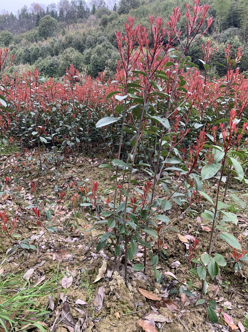 红叶石楠树苗批发红叶石楠绿化工程苗庭院绿篱笆有好货