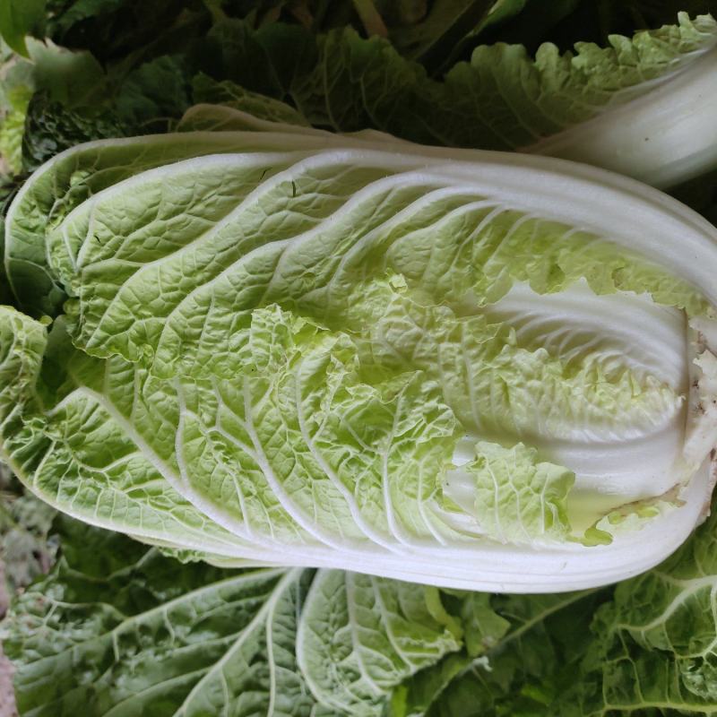 大白菜