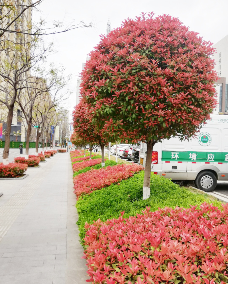 红叶石楠树庭院绿化高杆工厂别墅园林城市花坛工程用大树包邮