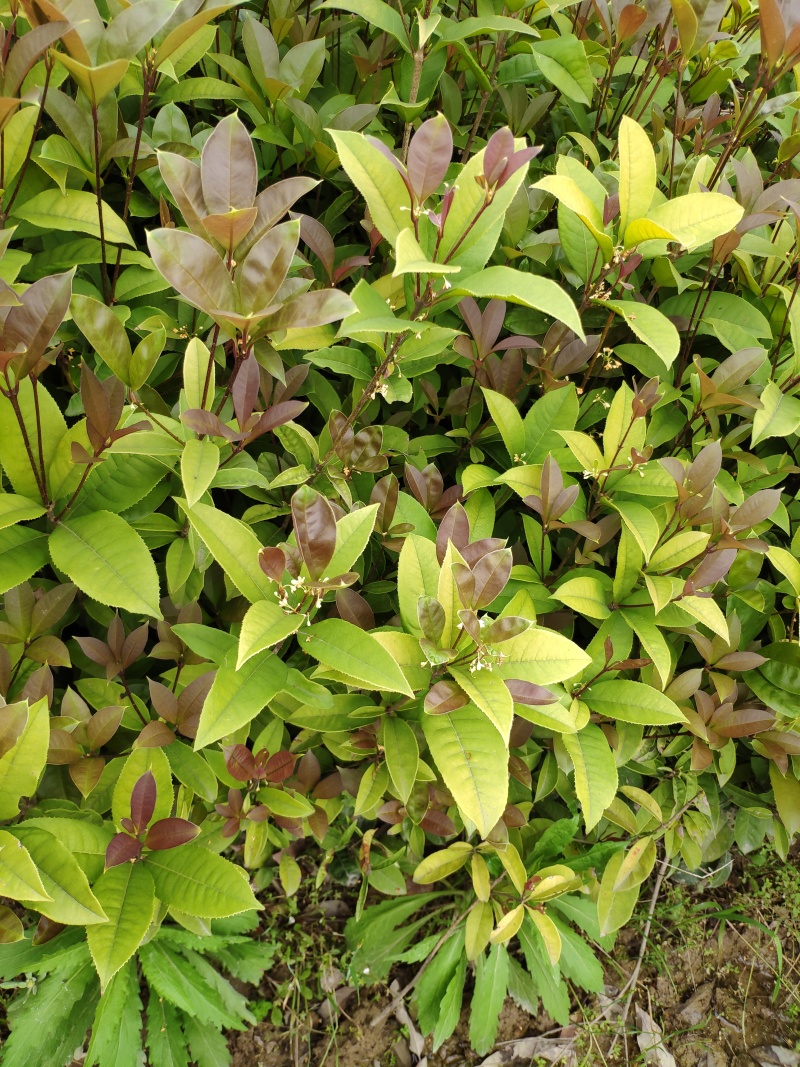 四季桂花树苗低价月月桂花苗庭院绿化小苗花期长室外花坛