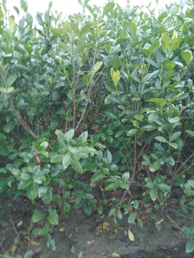 栀子花苗庭院工程四季常青浓香型大叶树苗园林绿化苗木花卉植