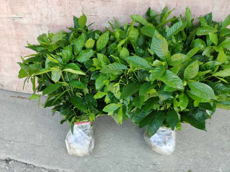 栀子花苗庭院工程四季常青浓香型大叶树苗园林绿化苗木花卉植