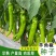 月丰赣辣515辣椒种子耐湿耐旱辣味种子等牛角型辣椒农家春