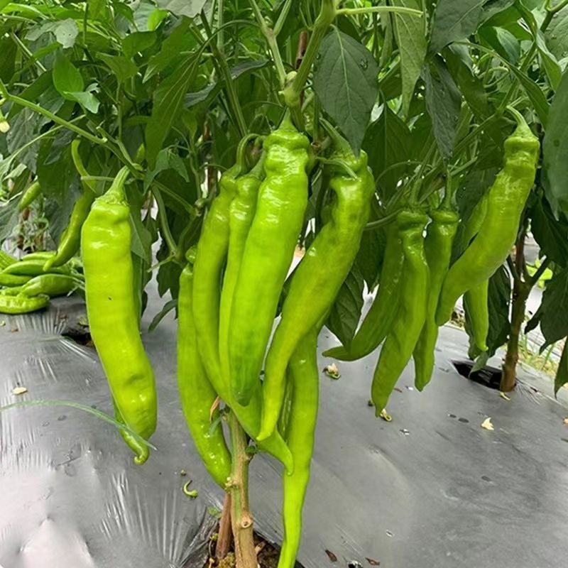 月丰赣辣515辣椒种子耐湿耐旱辣味种子等牛角型辣椒农家春