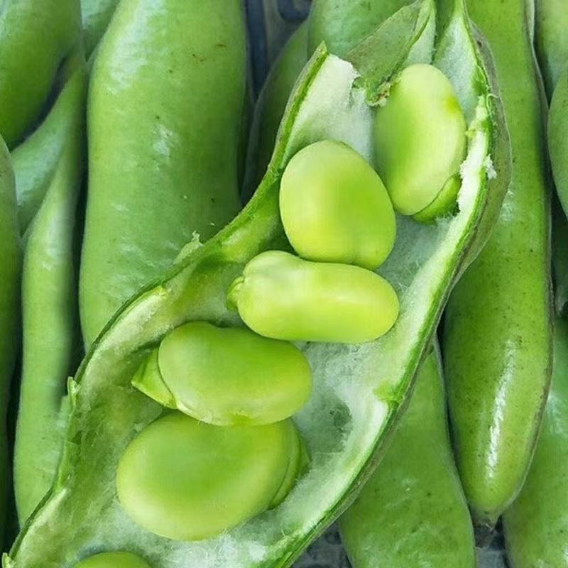 七粒香蚕豆种子鲜食蚕豆种籽南方北方农家菜园大田秋季播蚕豆