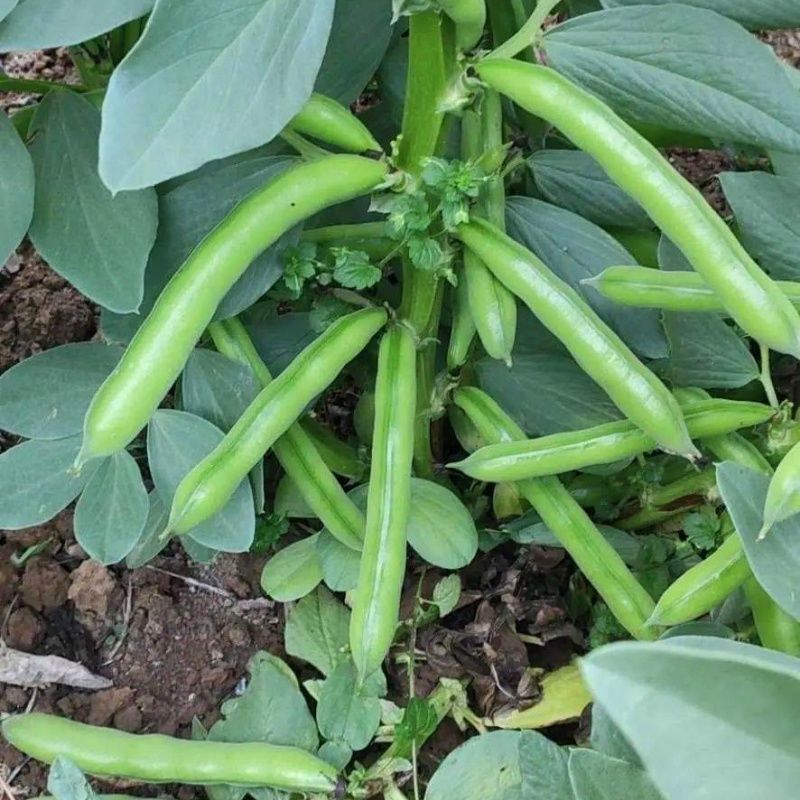 七粒香蚕豆种子鲜食蚕豆种籽南方北方农家菜园大田秋季播蚕豆