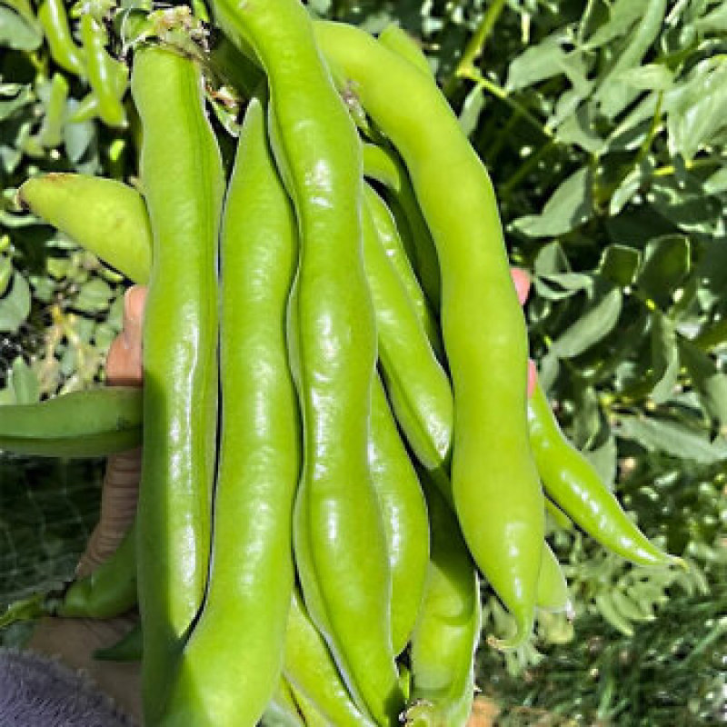 七粒香蚕豆种子鲜食蚕豆种籽南方北方农家菜园大田秋季播蚕豆