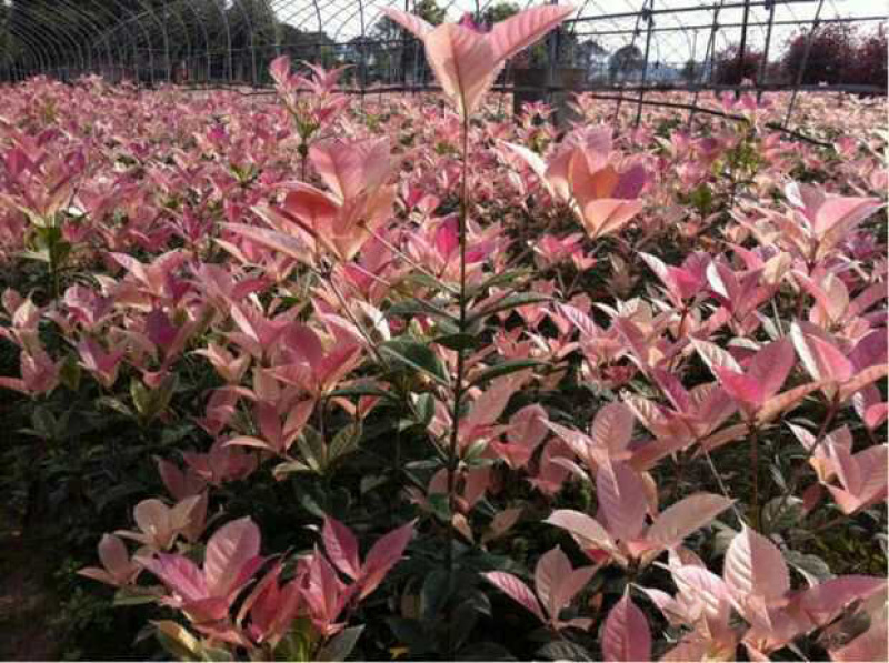 珍珠彩叶桂桂花树苗庭院园林绿化花卉学校室外花坛浓香型苗木