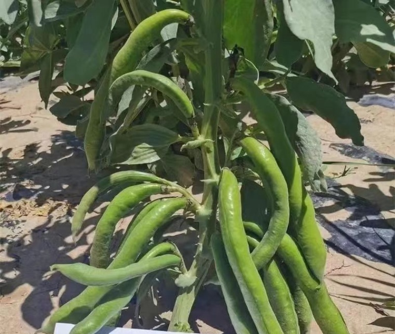 科喜严选七粒香大胡豆种子高产荚长大粒蚕豆种子秋冬季种蚕豆
