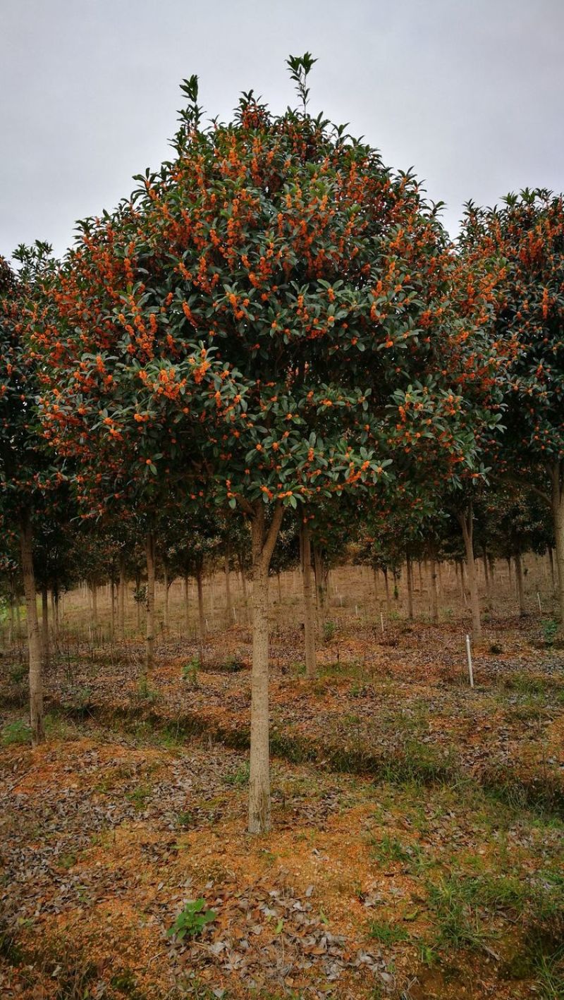 丹桂桂花树大树庭院大型室外四季常青园林工程浓香型朱砂桂花
