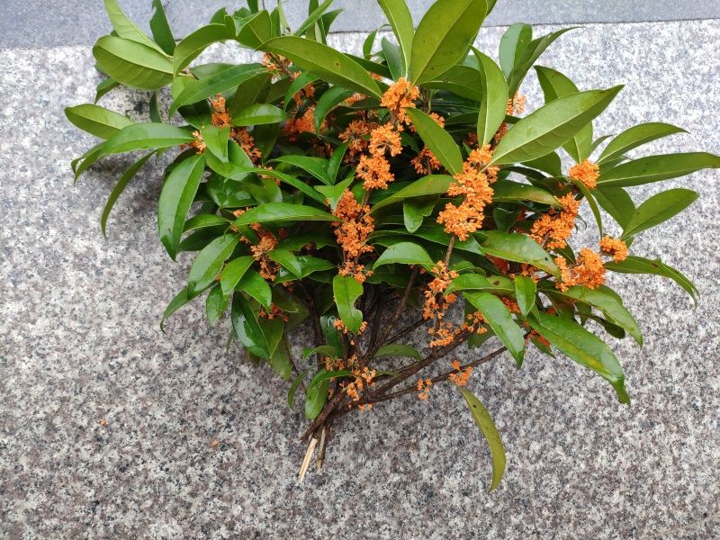 丹桂桂花树苗花园绿化四季常青小苗室外庭院花坛布景占地用苗