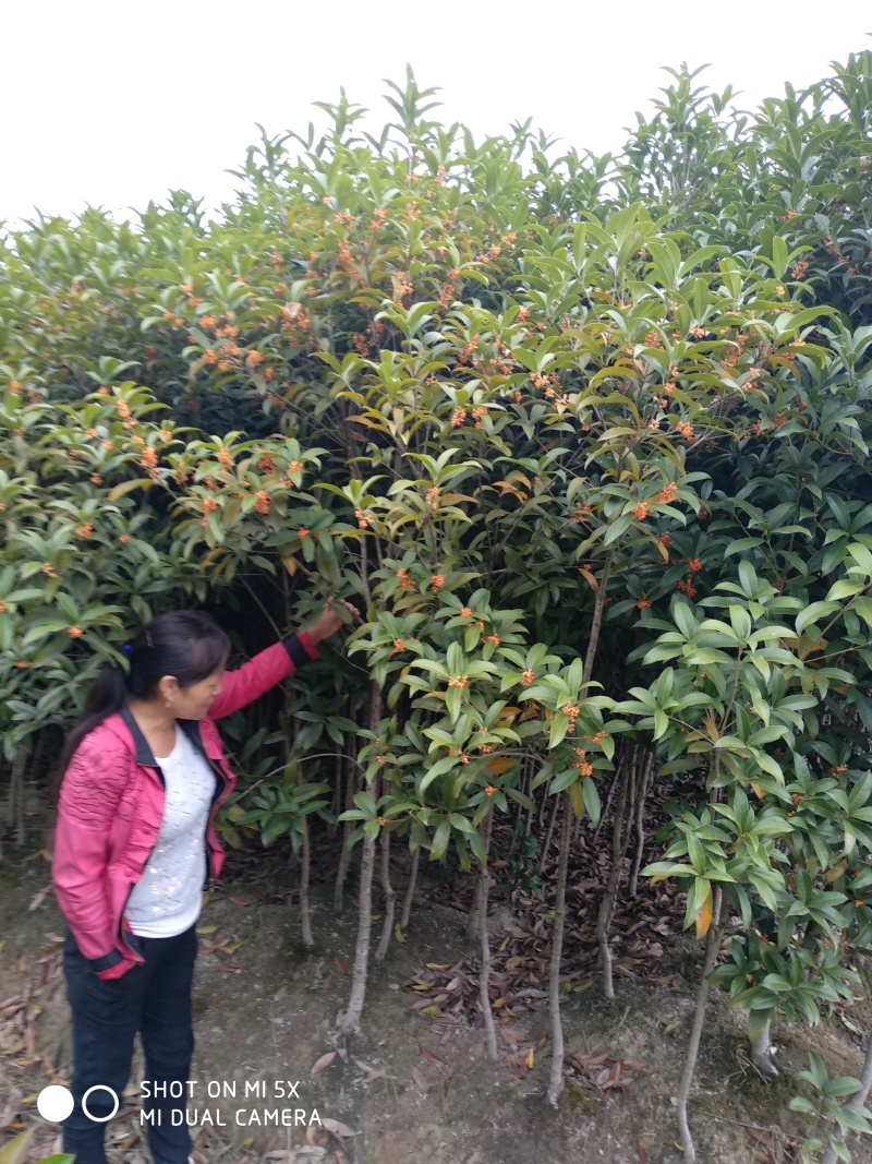 桂花树苗大苗1，1.5，2公分粗金桂丹桂树苗庭院绿化征地