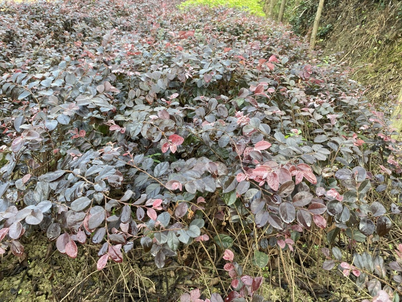 红花继木树苗庭院绿化工程红继木小苗绿篱笆常青红花檵木花苗