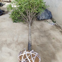 金桂桂花树大树庭院园林绿化工程大型八月桂四季常青浓香型花