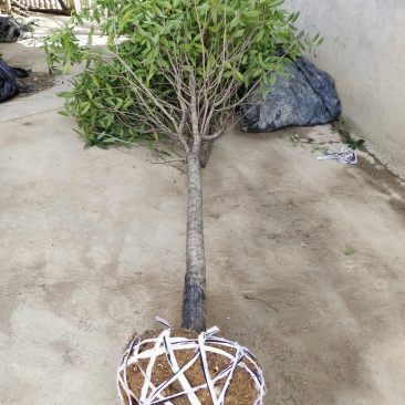 金桂桂花树大树庭院园林绿化工程大型八月桂四季常青浓香型花