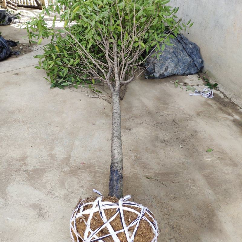 金桂桂花树大树庭院园林绿化工程大型八月桂四季常青浓香型花