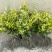 金森女贞树苗庭院花园大叶绿化小苗四季常青绿篱景观造型植物