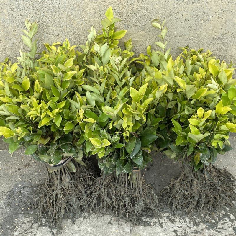 金森女贞树苗庭院花园大叶绿化小苗四季常青绿篱景观造型植物