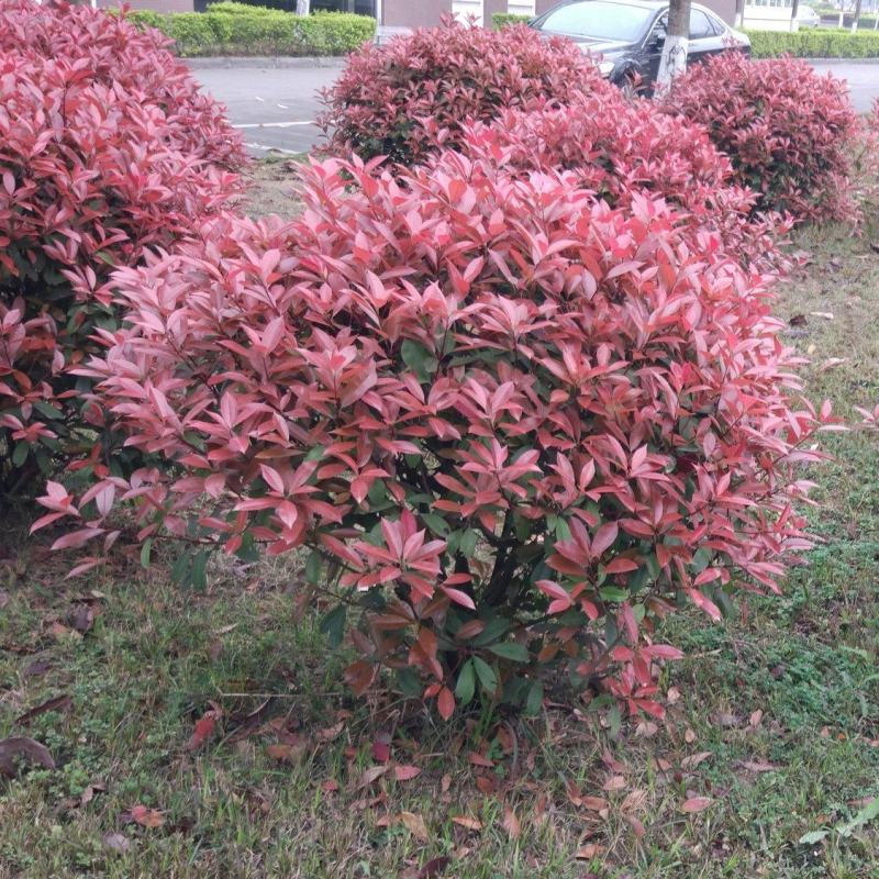 石楠球花坛绿化布景球形红叶石楠园林工程常青小苗木城市庭院