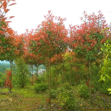 红叶石楠树庭院园林四季常青石楠树园林绿化工程高杆风景大树