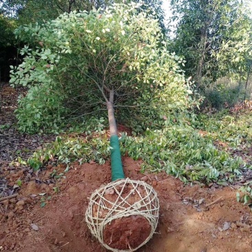 香樟树绿化工程四季常青行道树园林布景大型截杆大叶樟树庭院