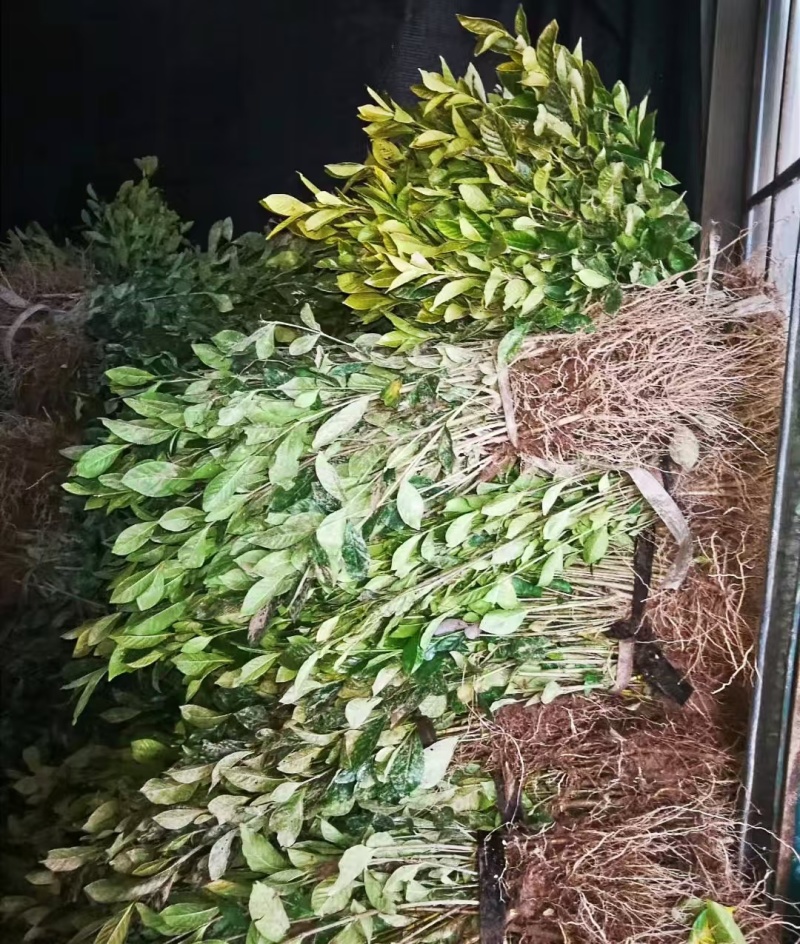 大叶栀子花苗浓香型庭院绿化四季常青树苗盆栽开花卉小苗盆景