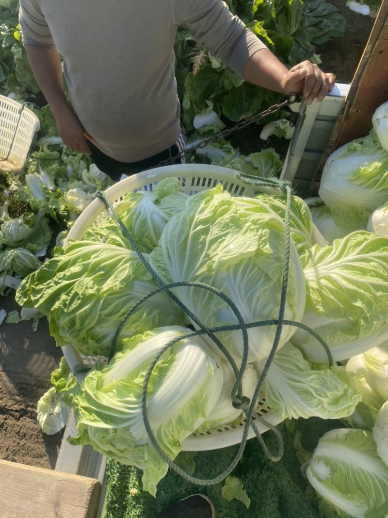 【推荐】江苏黄心白菜量大从优保质保量对接全国商超团购等