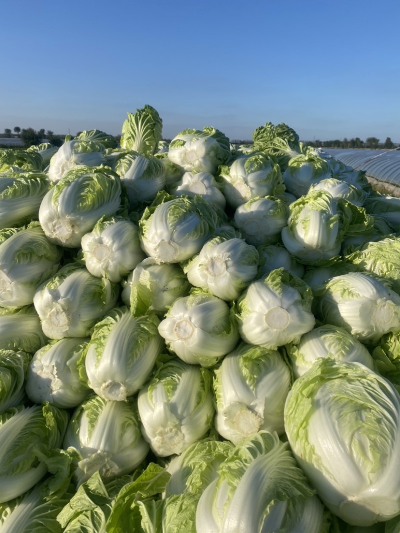 【推荐】江苏黄心白菜量大从优保质保量对接全国商超团购等