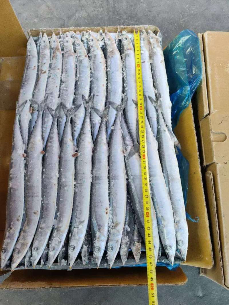 1号，2号，3号，4号，5号等各种规格秋刀鱼，大量有货
