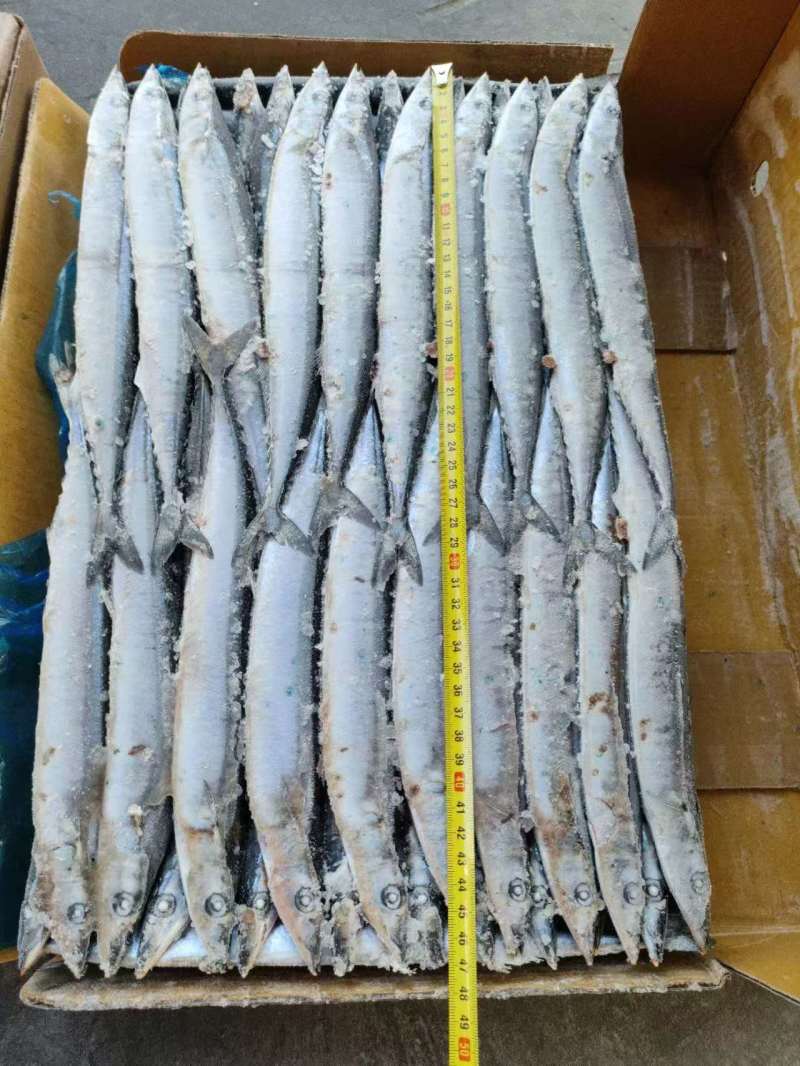 1号，2号，3号，4号，5号等各种规格秋刀鱼，大量有货