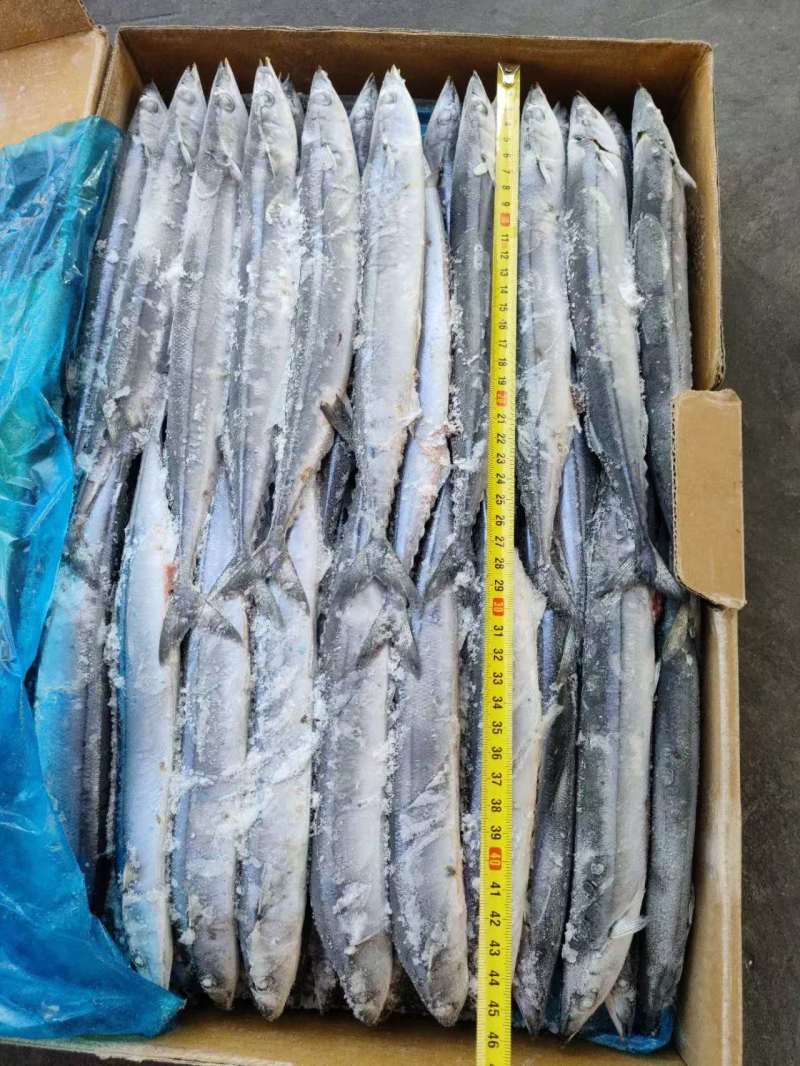 1号，2号，3号，4号，5号等各种规格秋刀鱼，大量有货