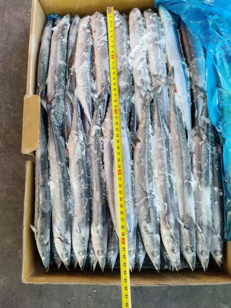 1号，2号，3号，4号，5号等各种规格秋刀鱼，大量有货
