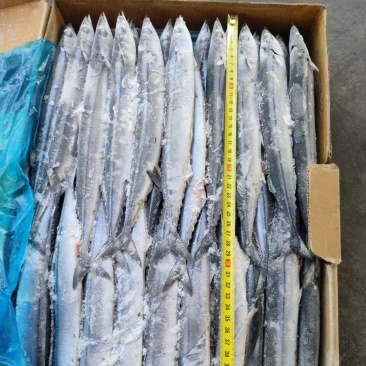1号，2号，3号，4号，5号等各种规格秋刀鱼，大量有货
