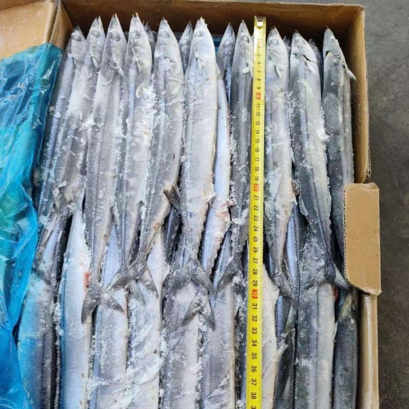 1号，2号，3号，4号，5号等各种规格秋刀鱼，大量有货