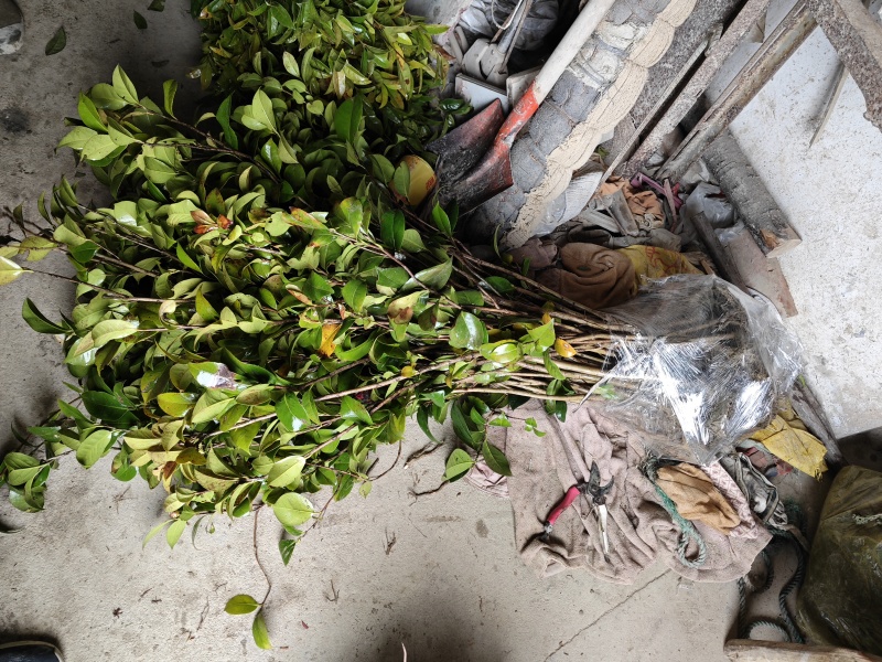 室内外茶花树苗庭院常青山茶花耐冬茶花春冬二季开大红花苗盆