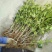 丹桂桂花树苗浓香型四季长青地栽朱砂桂花卉绿植庭院扦插绿化