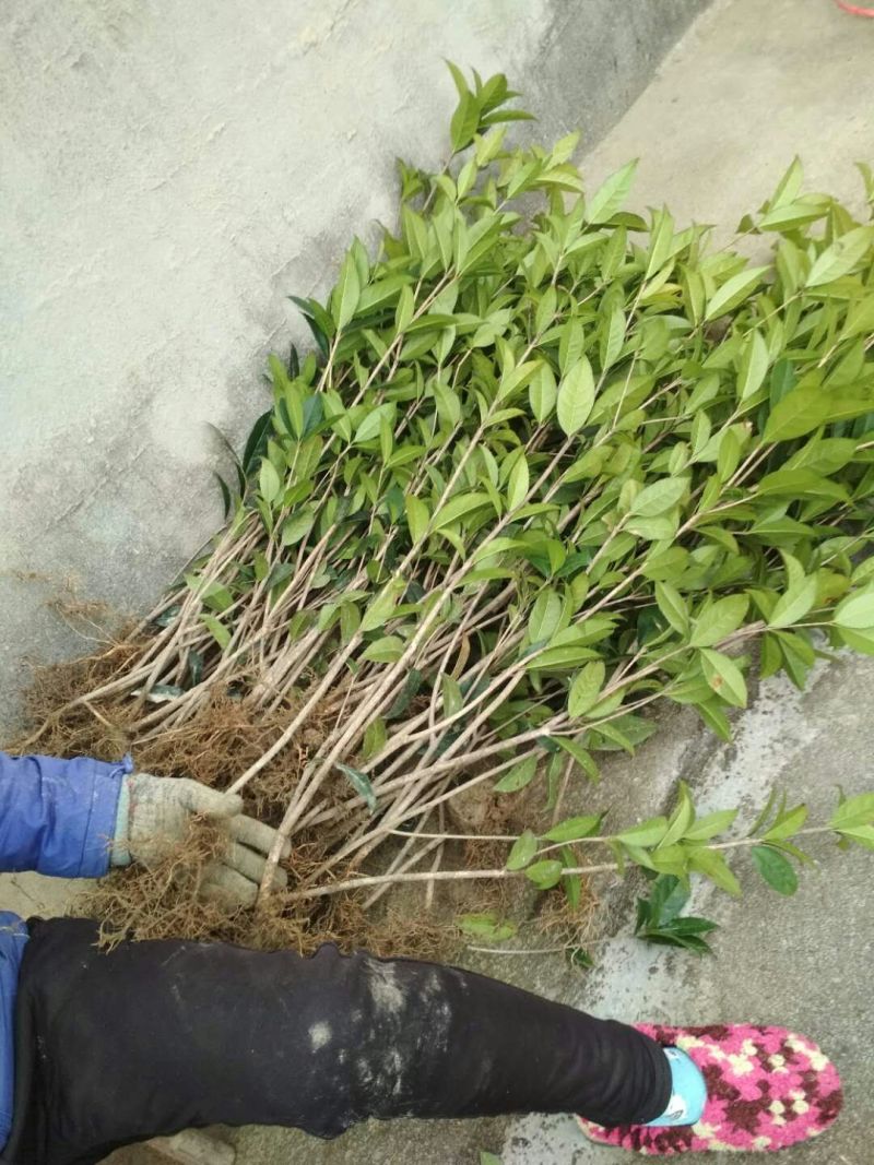丹桂桂花树苗浓香型四季长青地栽朱砂桂花卉绿植庭院扦插绿化