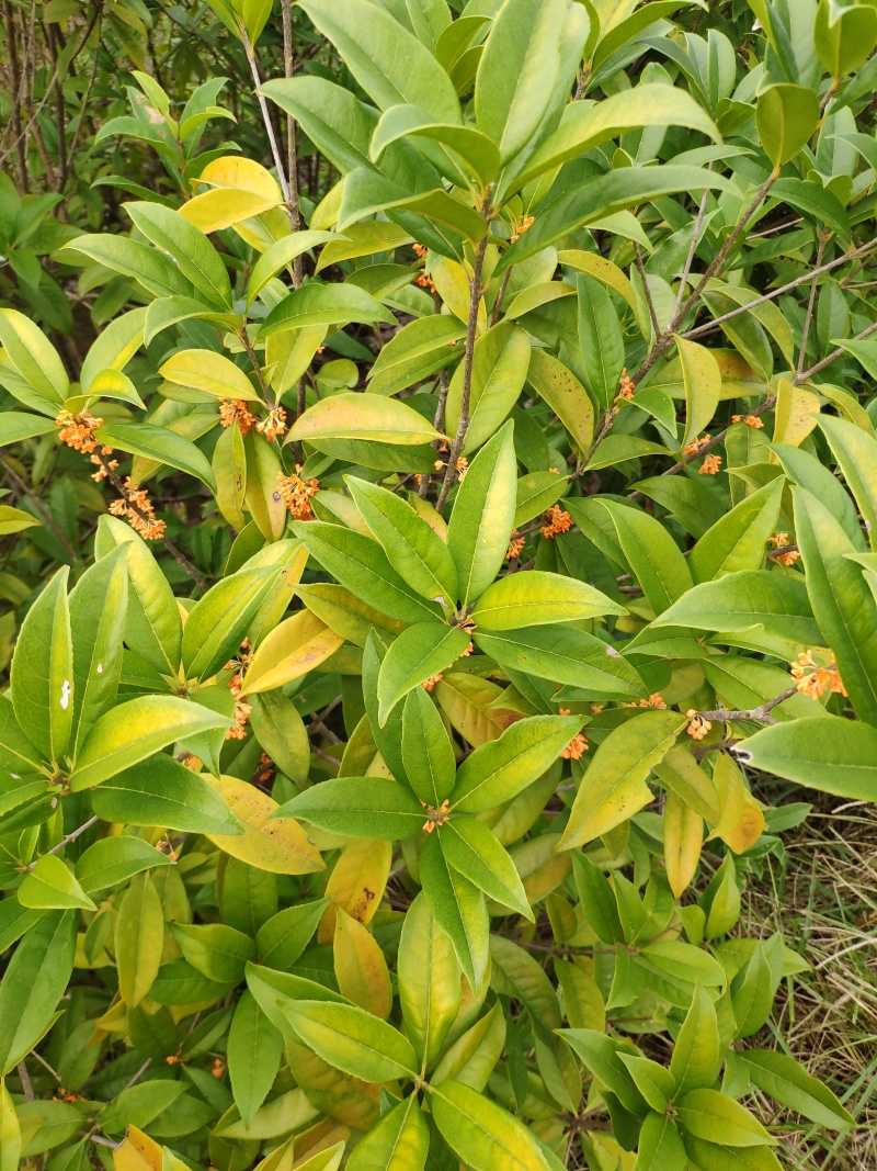 丹桂桂花树苗浓香型四季长青地栽朱砂桂花卉绿植庭院扦插绿化