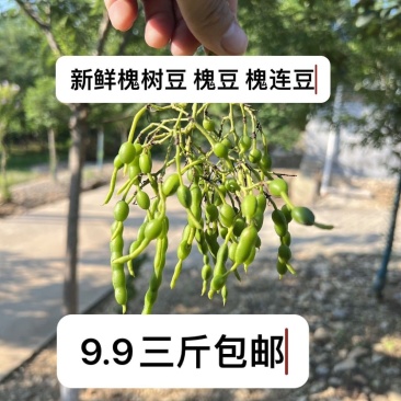 新鲜槐豆大别山上槐豆现摘槐豆槐豆泡茶野生槐联豆