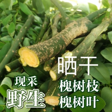 晒干槐树枝槐树枝野生槐树枝干槐枝