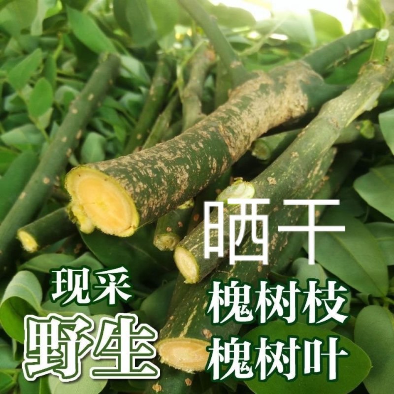 晒干槐树枝槐树枝野生槐树枝干槐枝