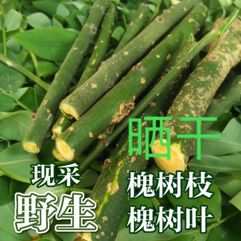 晒干槐树枝槐树枝野生槐树枝干槐枝